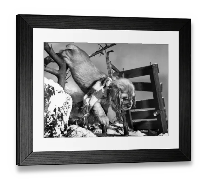 Framed Print : Susi - with upturned sled in the snow Framed Print : Susi - with upturned sled in the snow
