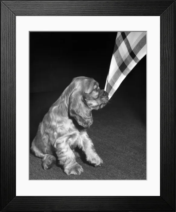 Framed Print : Susi - with corner of tablecloth Framed Print : Susi - with corner of tablecloth