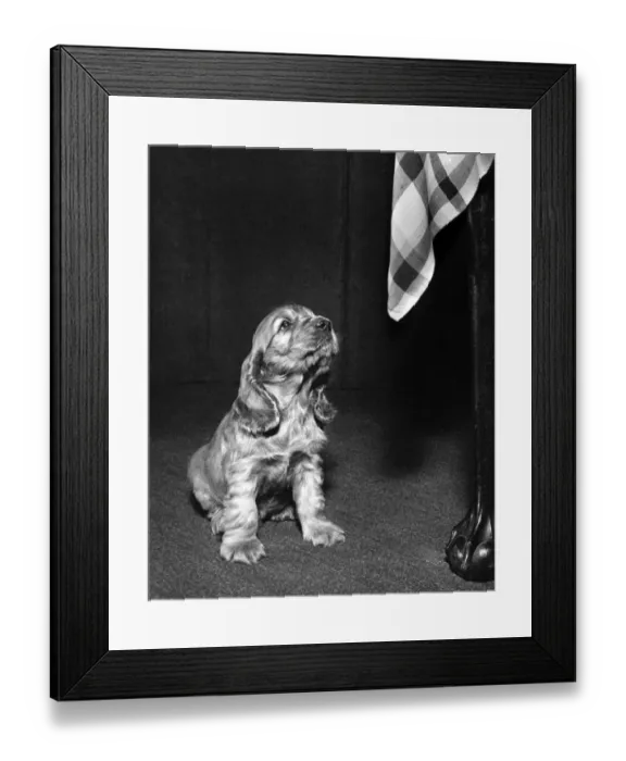 Framed Print : Susi - looking up at the tablecloth Framed Print : Susi - looking up at the tablecloth