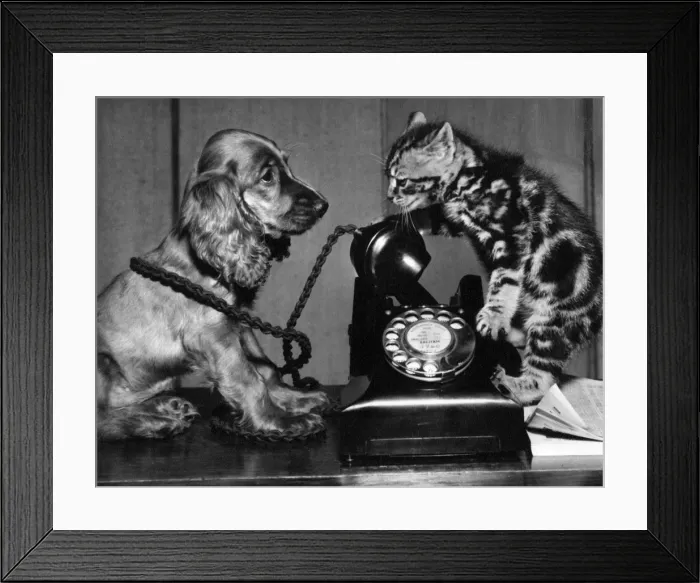 Framed Print : Susi - with cat and telephone Framed Print : Susi - with cat and telephone