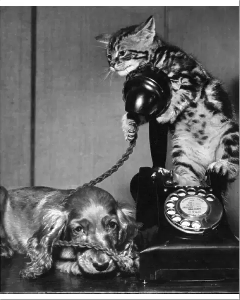 Susi - with cat and telephone