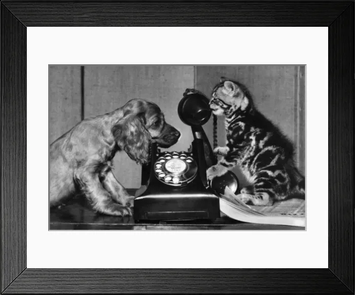 Framed Print : Susi - with cat and telephone Framed Print : Susi - with cat and telephone