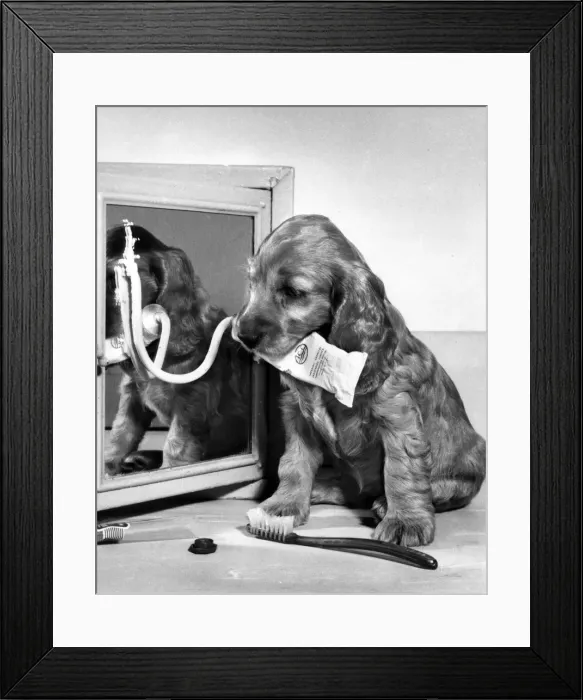 Framed Print : Susi - with toothbrush and toothpaste Framed Print : Susi - with toothbrush and toothpaste