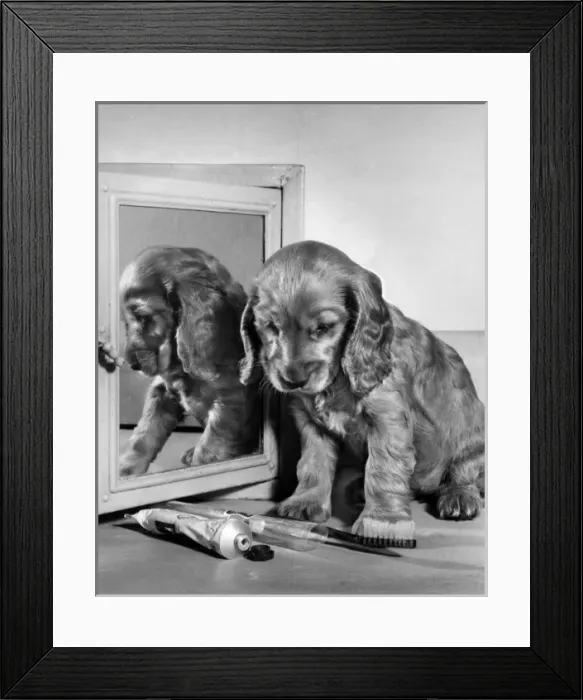 Framed Print : Susi - with toothbrush and toothpaste Framed Print : Susi - with toothbrush and toothpaste