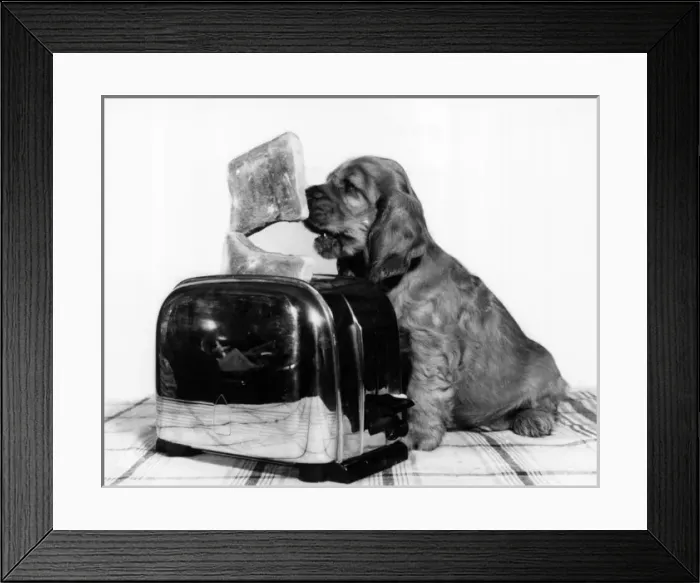 Framed Print : Susi - with toaster and toast Framed Print : Susi - with toaster and toast