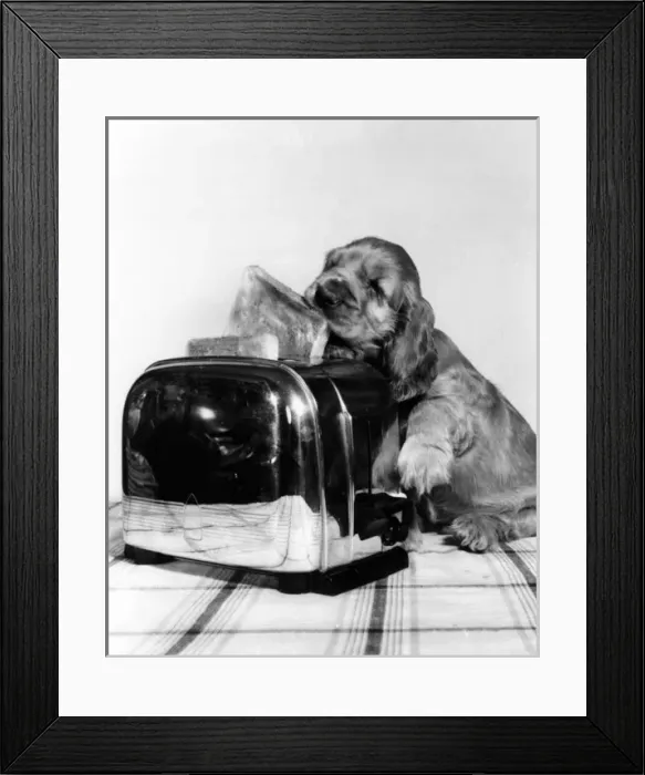Framed Print : Susi - with toaster and toast Framed Print : Susi - with toaster and toast