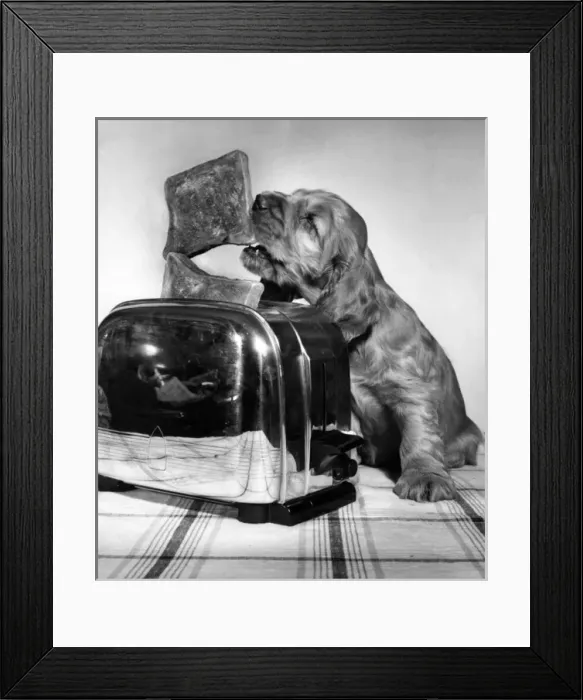 Framed Print : Susi - with toaster and toast Framed Print : Susi - with toaster and toast