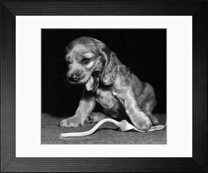 Framed Print : Susi - with a tube of toothpaste Framed Print : Susi - with a tube of toothpaste