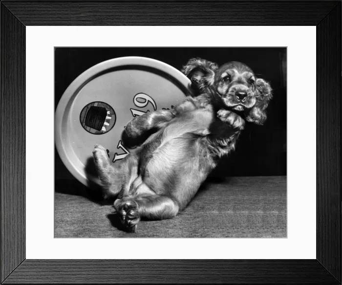 Framed Print : Susi - posing with a metal tray Framed Print : Susi - posing with a metal tray