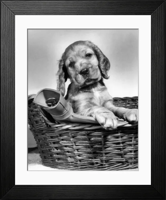 Framed Print : Susi - in basket with hot water bottle Framed Print : Susi - in basket with hot water bottle