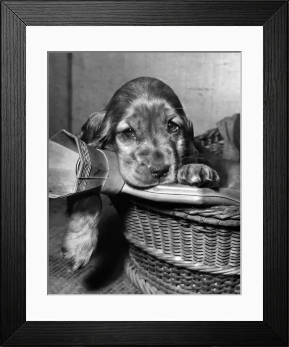 Framed Print : Susi - in basket with hot water bottle Framed Print : Susi - in basket with hot water bottle