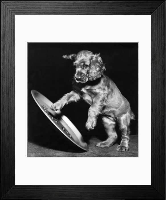Framed Print : Susi - playing with a metal tray Framed Print : Susi - playing with a metal tray