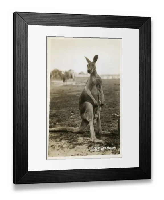Framed Print : Australia - Great Grey Kangaroo Framed Print : Australia - Great Grey Kangaroo
