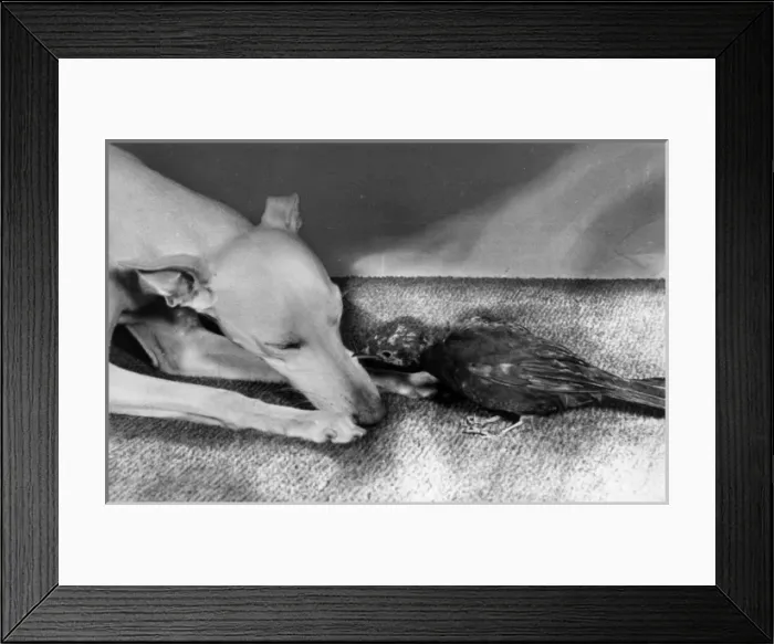 Framed Print : Whippet and blackbird Framed Print : Whippet and blackbird