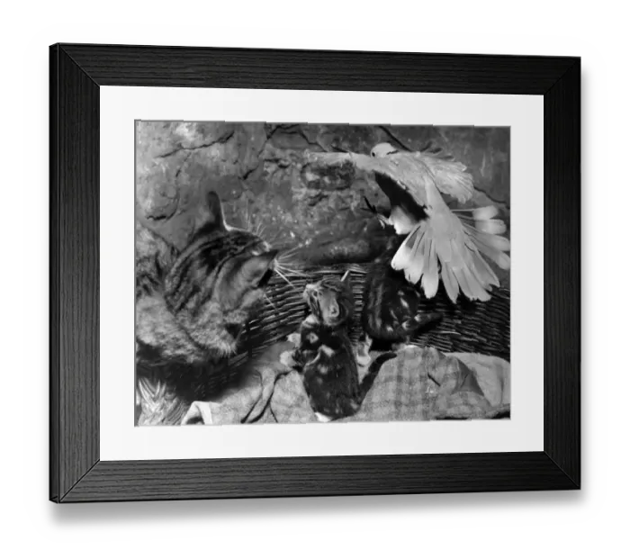 Framed Print : Dove, cat and kittens with a basket Framed Print : Dove, cat and kittens with a basket