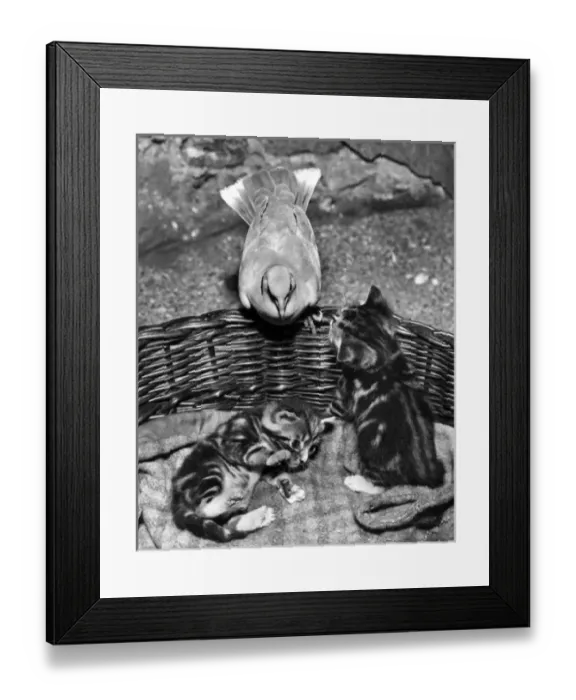 Framed Print : Dove and kittens with a basket Framed Print : Dove and kittens with a basket