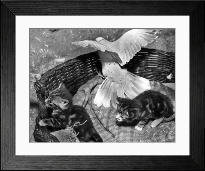 Framed Print : Dove and kittens with a basket Framed Print : Dove and kittens with a basket