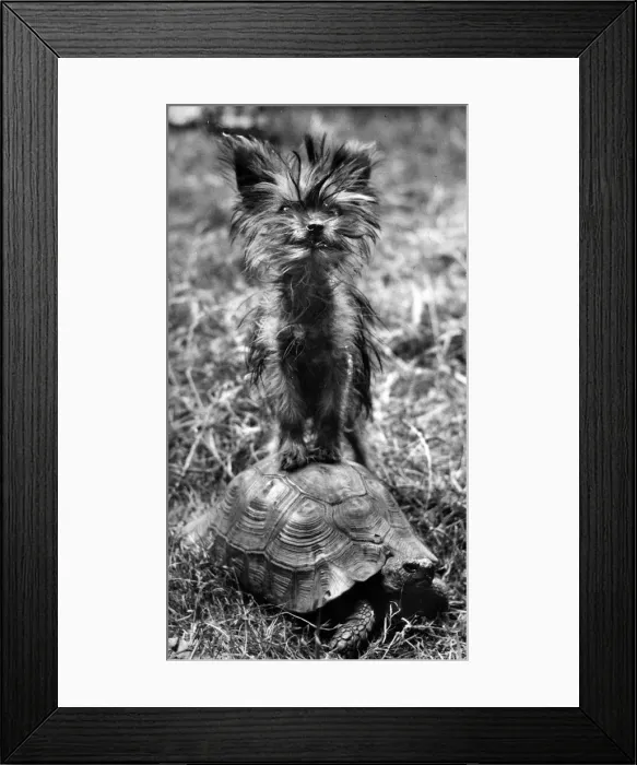 Framed Print : Yorkie and tortoise Framed Print : Yorkie and tortoise