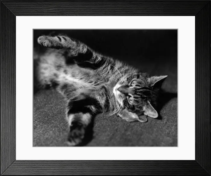 Framed Print : Tabby cat rolling on the floor Framed Print : Tabby cat rolling on the floor