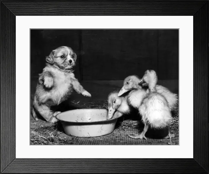 Framed Print : Cavalier King Charles Spaniel pup and ducklings Framed Print : Cavalier King Charles Spaniel pup and ducklings