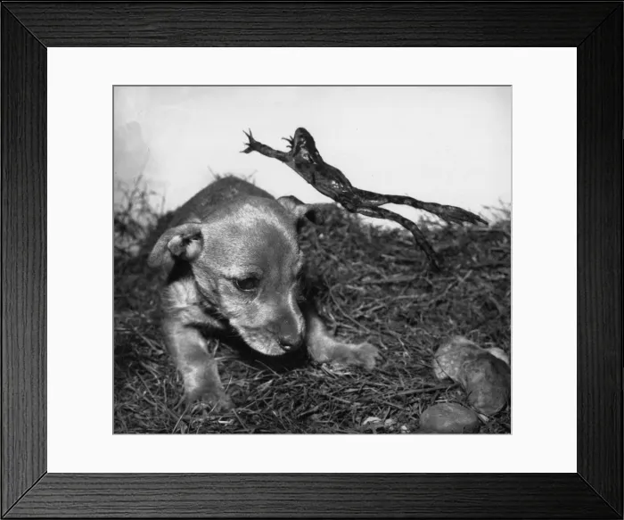 Framed Print : Susi with a leaping frog Framed Print : Susi with a leaping frog