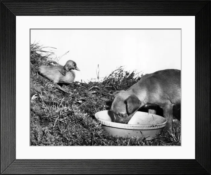 Framed Print : Puppy and duckling Framed Print : Puppy and duckling