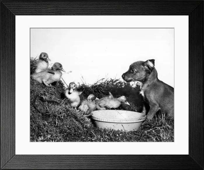 Framed Print : Ducklings and cross-bred puppy Framed Print : Ducklings and cross-bred puppy