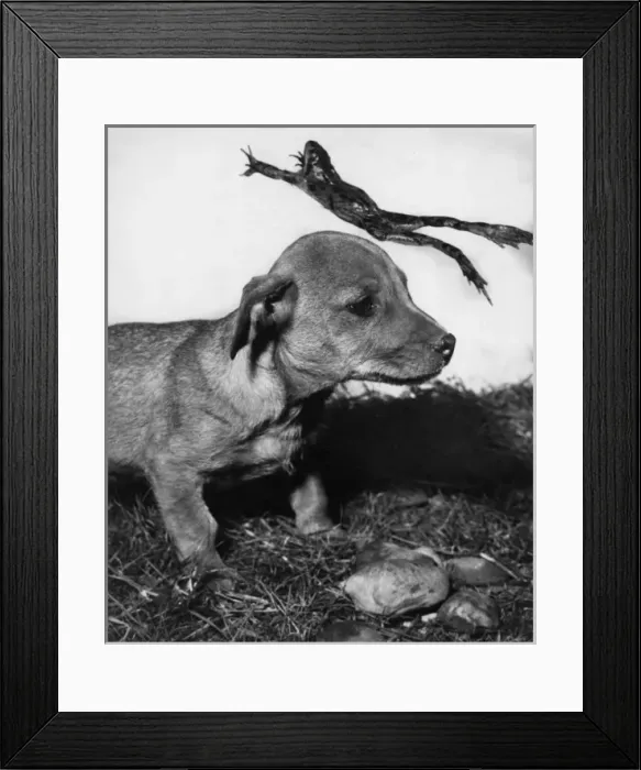 Framed Print : Susi with a leaping frog Framed Print : Susi with a leaping frog