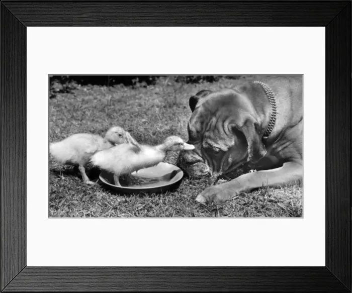Framed Print : Boxer dog and ducklings Framed Print : Boxer dog and ducklings