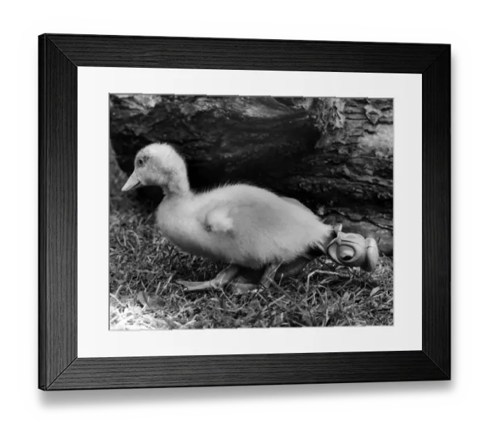 Framed Print : Duckling with Donald Duck toy Framed Print : Duckling with Donald Duck toy