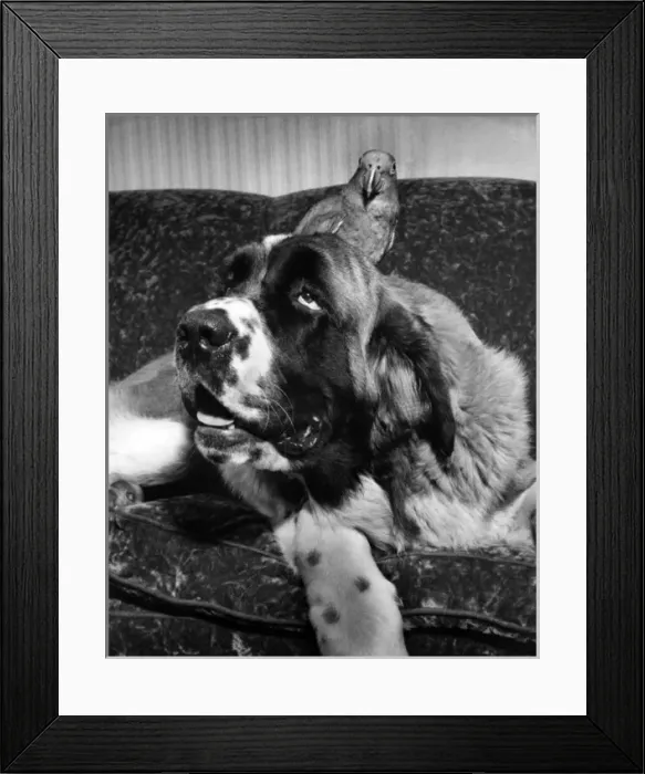 Framed Print : Large dog with a parrot Framed Print : Large dog with a parrot