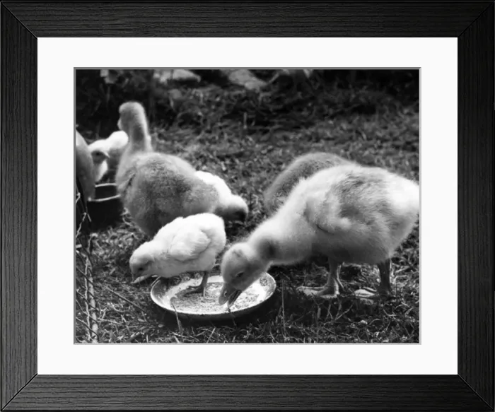 Framed Print : Ducklings eating from a bowl Framed Print : Ducklings eating from a bowl