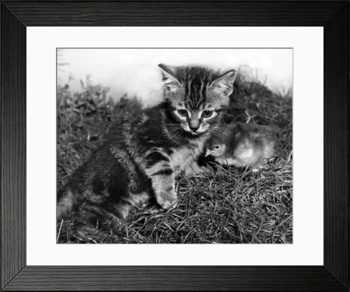 Framed Print : Tabby kitten and chick Framed Print : Tabby kitten and chick