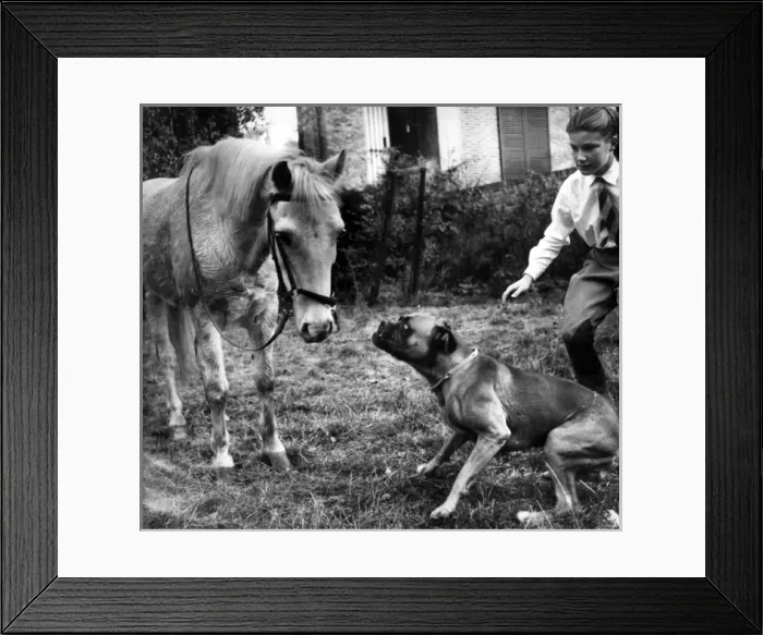 Framed Print : Horse and Boxer dog Framed Print : Horse and Boxer dog