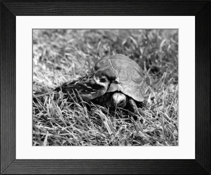 Framed Print : Sparrow and tortoise