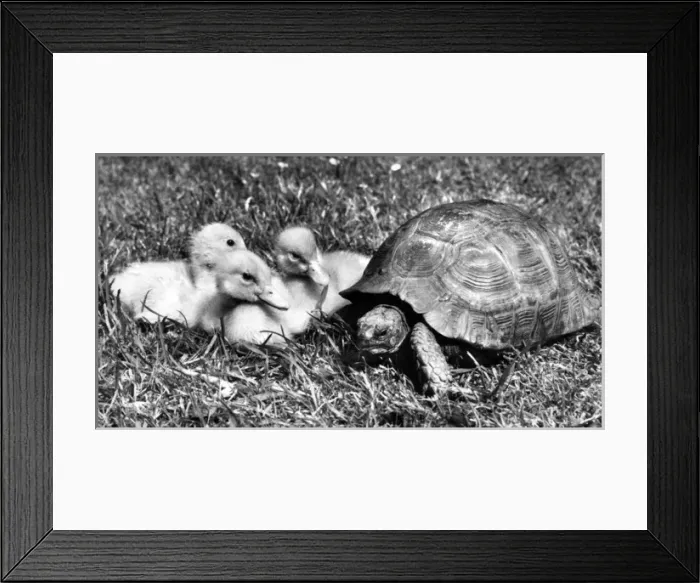 Framed Print : Tortoise and ducklings Framed Print : Tortoise and ducklings