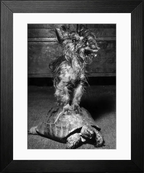 Framed Print : Yorkie and tortoise Framed Print : Yorkie and tortoise