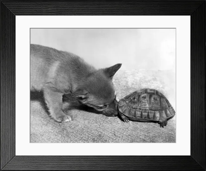 Framed Print : Tortoise and fox cub Framed Print : Tortoise and fox cub