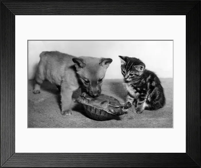 Framed Print : Tortoise, fox cub and tabby kitten Framed Print : Tortoise, fox cub and tabby kitten