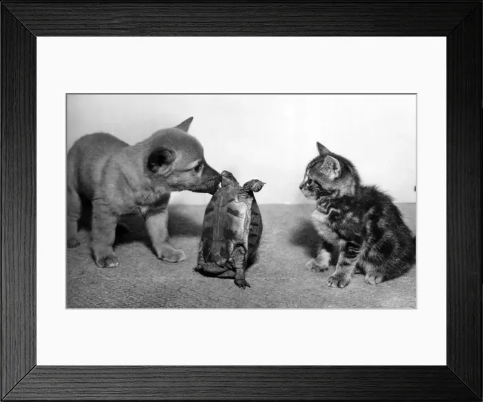 Framed Print : Tortoise, fox cub and tabby kitten Framed Print : Tortoise, fox cub and tabby kitten