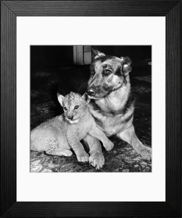 Framed Print : Alsatian dog and lion cub Framed Print : Alsatian dog and lion cub