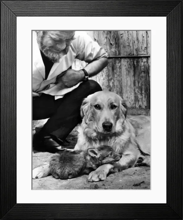Framed Print : Golden Retriever and fox cub Framed Print : Golden Retriever and fox cub