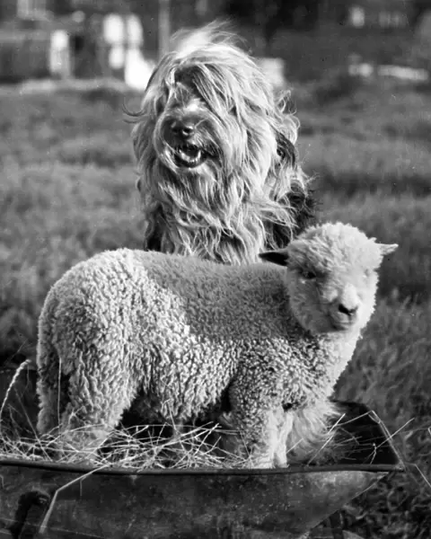 Old English Sheepdog and lamb