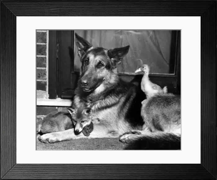 Framed Print : Alsatian dog, fox cub and duckling