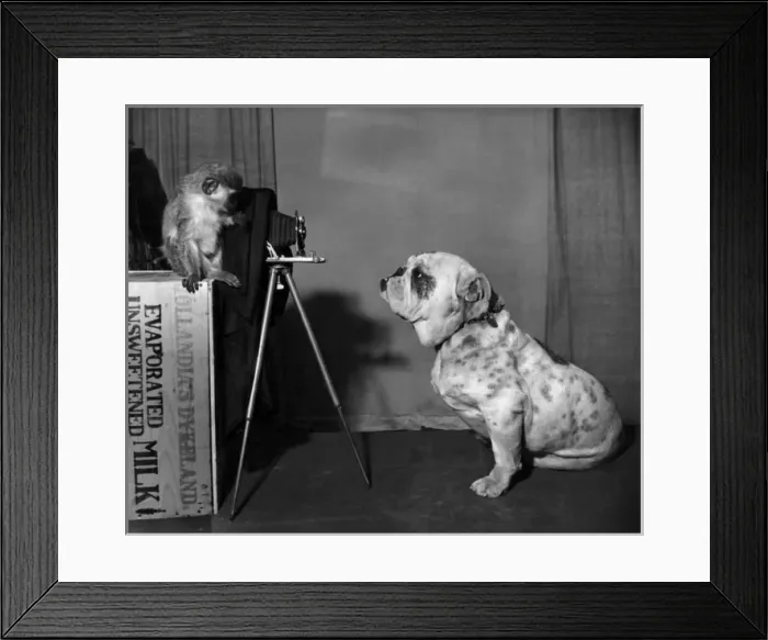 Framed Print : Bulldog and Monkey with camera Framed Print : Bulldog and Monkey with camera