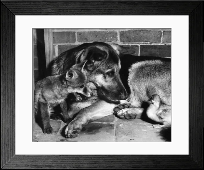 Framed Print : Alsatian dog, fox cub and duckling Framed Print : Alsatian dog, fox cub and duckling