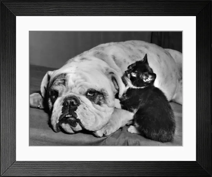 Framed Print : Bulldog and Kitten Framed Print : Bulldog and Kitten