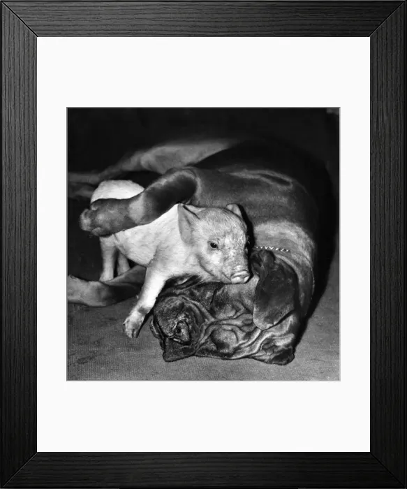 Framed Print : Boxer dog and Piglet Framed Print : Boxer dog and Piglet