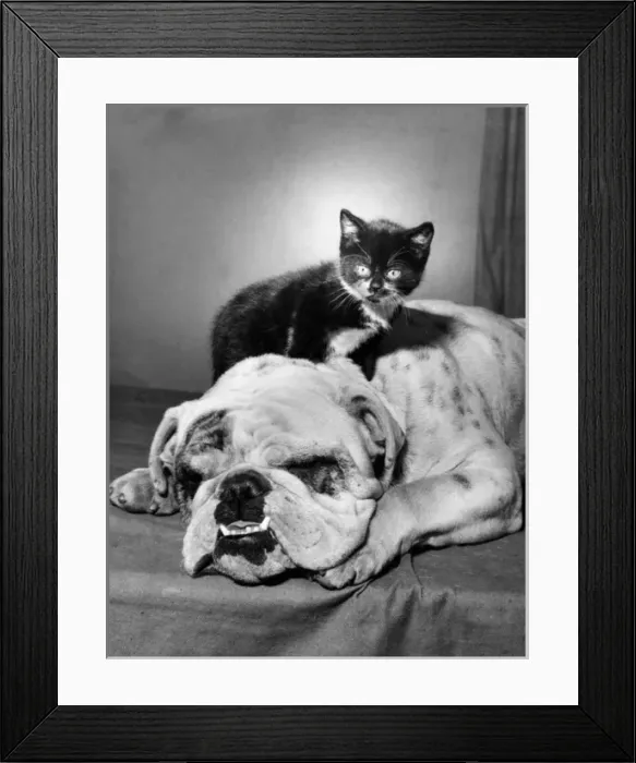 Framed Print : Bulldog and Kitten Framed Print : Bulldog and Kitten