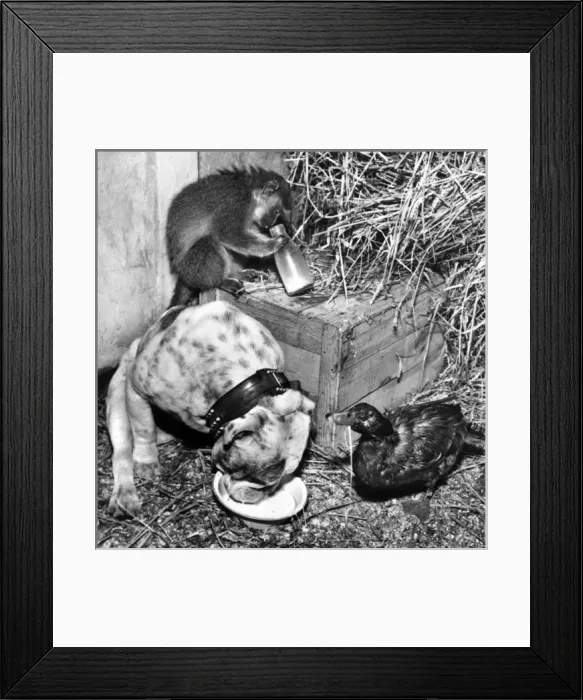 Framed Print : Bulldog, Monkey and Duck Framed Print : Bulldog, Monkey and Duck